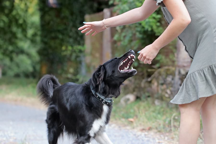 Dog Bite Lawyer